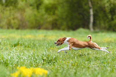 Flying moment lifted of ground of basenji dog running across the field on lure coursing competition