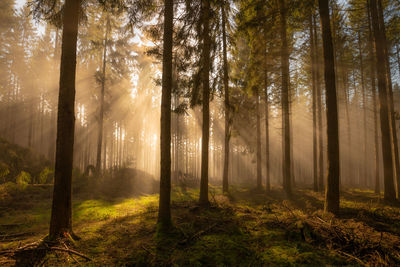 Sunlight streaming through trees in forest