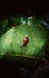 Close-up of snail on leaves