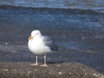 Seagull perching on a beach