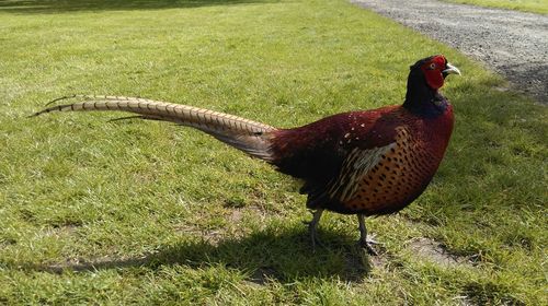 High angle view of rooster on field