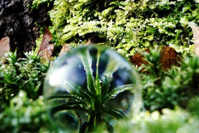 Close-up of flowering plant