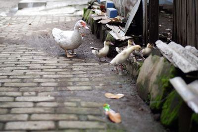 High angle view of seagulls perching on footpath