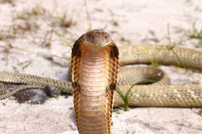 Close-up of king cobra