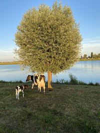 View of a valt and mother cow on field