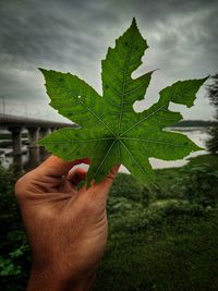 Close-up of hand holding maple leaf against sky