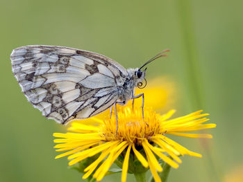 Close-up of butterfly pollinating on yellow flower