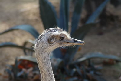 Close-up of a bird