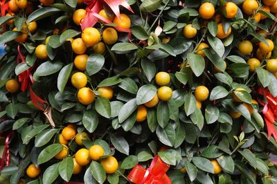 Close-up of fruits on tree