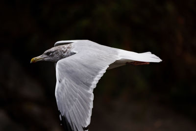 Close-up of bird flying