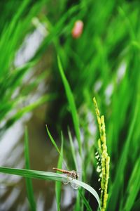 Close-up of insect on grass