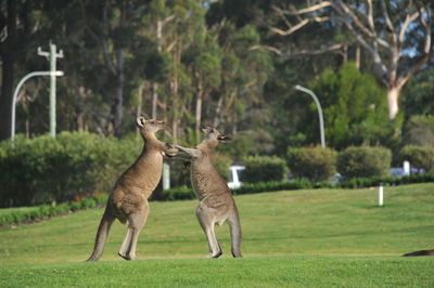 View of two horses on field