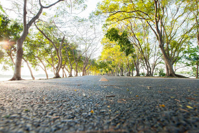 Road amidst trees during autumn