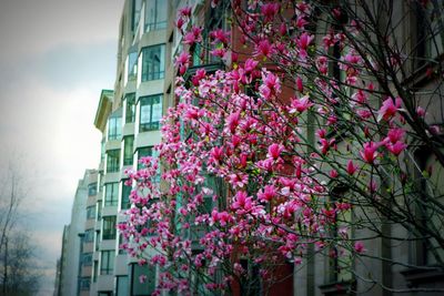 Low angle view of flowers in building