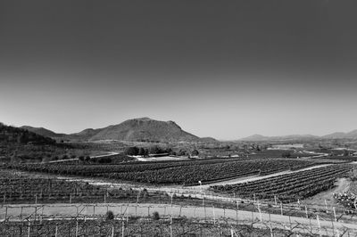 Scenic view of agricultural field against clear sky