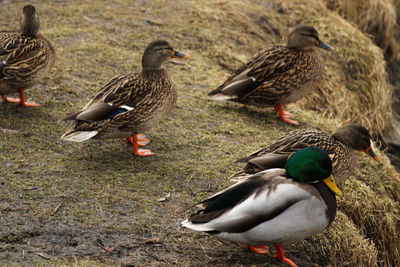 Duck on field