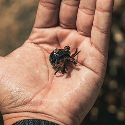 Close-up of crab on hand