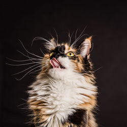 Close-up of cat against black background