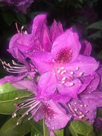 Close-up of wet purple flower blooming outdoors