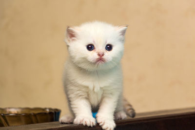 White kitten of british breed with blue