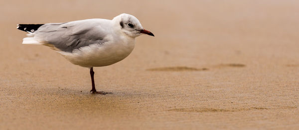 Close-up of seagull on land