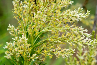 Close-up of fresh green plant