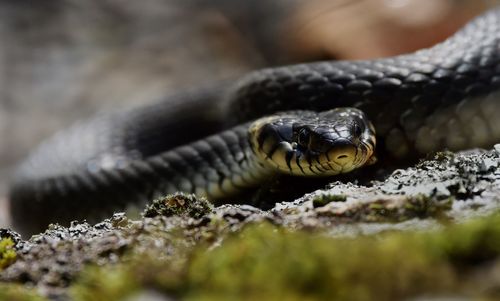 Close-up of lizard