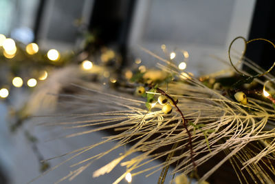 Close-up of insect on plant