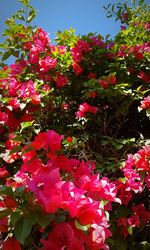 Close-up of pink flowers