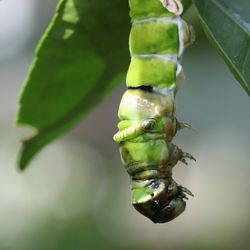 Close-up of insect on leaf