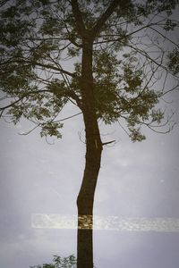 Low angle view of tree against sky