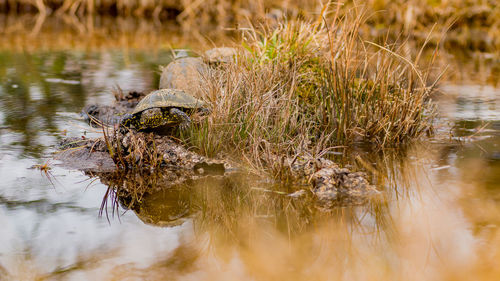 View of an animal in water