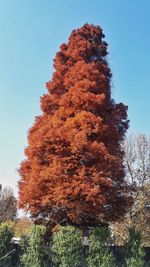 Low angle view of trees in forest against clear sky