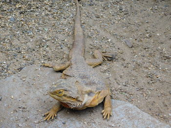 High angle view of lizard on beach