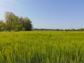 Scenic view of field against clear sky