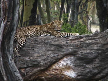 Cat lying on tree trunk in forest