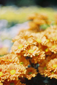 Close-up of yellow flowering plant