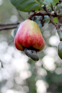 Close-up of fruits hanging on tree