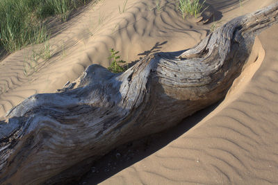 Ripples and curves. a driftwood log in dry sands.