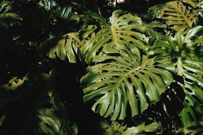 Close-up of plants