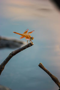 Close-up of plant against sky