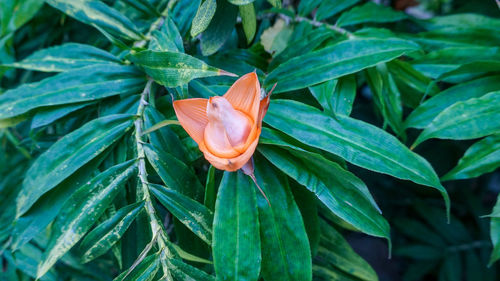 Close-up of orange leaves on plant