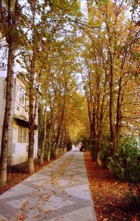 Trees in forest during autumn