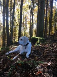 Dog on tree trunk in forest