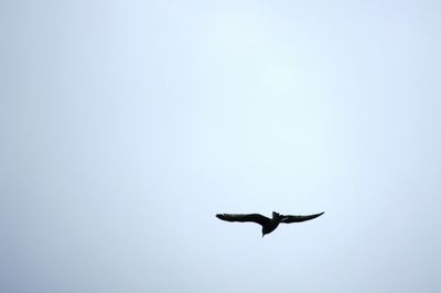 Bird flying in sky