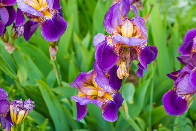 Close-up of purple flowering plants