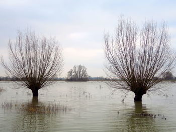 Bare tree by lake against sky