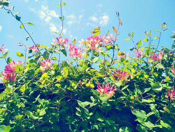 Close-up of pink flowers blooming against sky