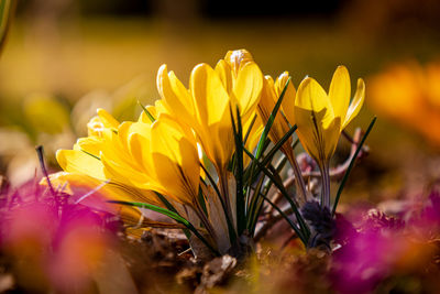 Close-up of yellow flowering plant