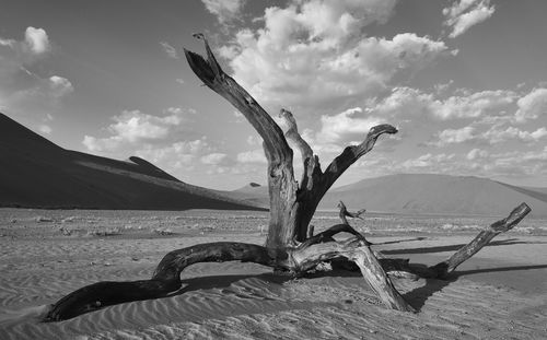 Driftwood on beach against sky